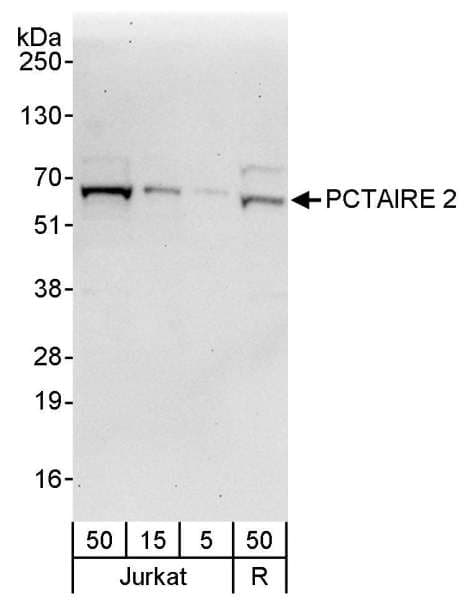 CDK17 / PCTK2 / PCTAIRE2 Antibody (aa1-50)