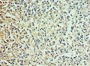IHC-plus™ DEFA1 / Defensin Alpha 1 Antibody (aa1-94)