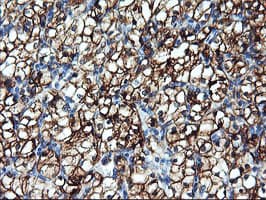 ENPEP / Aminopeptidase A Antibody (clone OTI1E3)
