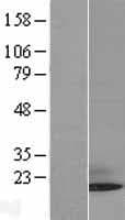 SUMO3 Protein (Over-Expression Lysate Myc-DDK (Flag))