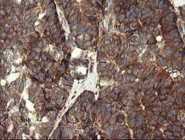 POGK Antibody (clone OTI4C8)