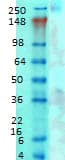 CACNA1G / Cav3.1 Antibody (aa2052-2172, clone S178A-9, PerCP)