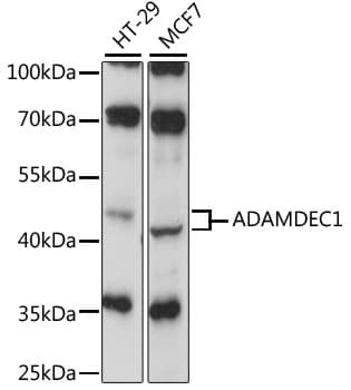Polyclonal Rabbit anti-Human ADAMDEC1 Antibody (WB)
