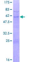 Human TAF9 Protein (Recombinant GST)