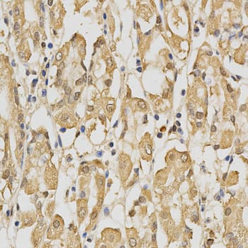 PRDX4 / Peroxiredoxin 4 Antibody