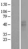 P2Y13 / P2RY13 Protein (Over-Expression Lysate Myc-DDK (Flag))