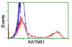 Monoclonal Mouse anti-Human KATNB1 Antibody (clone OTI5A6, WB)