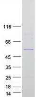 Human SLC39A7 / ZIP7 Protein (Recombinant Myc-DDK (Flag))