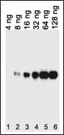 His Tag Antibody
