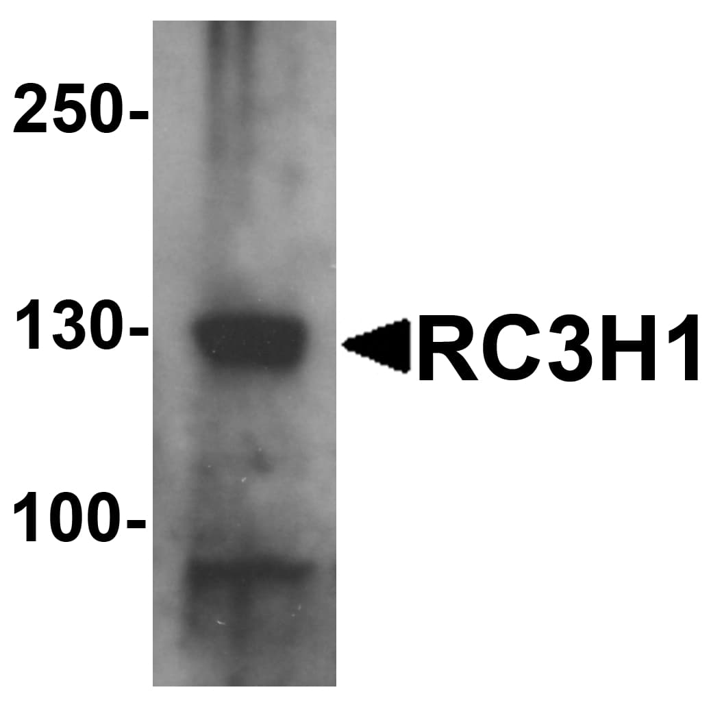 Polyclonal Rabbit anti-Human RC3H1 / ROQUIN Antibody (IHC, IF, WB)