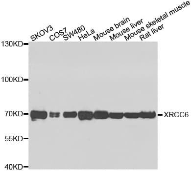 Polyclonal Rabbit anti-Human XRCC6 / Ku70 Antibody (IHC, IF, WB)