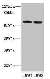FTCD / 58K Golgi Protein Antibody