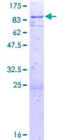 Human ATAD3B Protein (Recombinant GST)