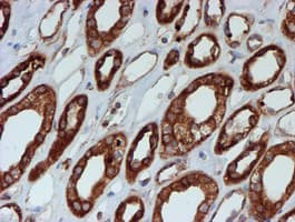 SCFD1 / SLY1 Antibody (clone OTI5G4)