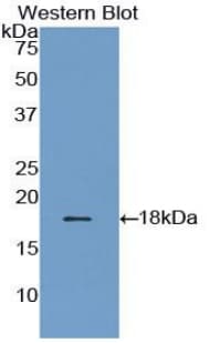 GMFG Antibody (aa6-126)