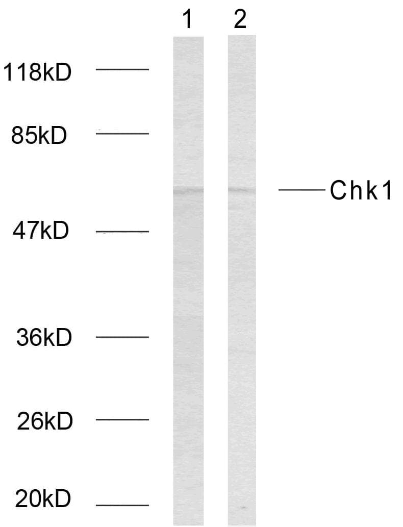Polyclonal Rabbit anti-Human CHEK1 / CHK1 Antibody (p317, IHC, WB)