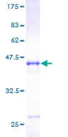 Human ARFL3 / ARL3 Protein (Recombinant GST)