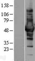 CORO1B Protein (Over-Expression Lysate Myc-DDK (Flag))