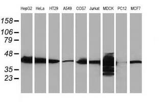 CTH / Cystathionase Antibody (clone OTI1E12, Carrier-free)