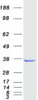Human AKR1D1 Protein (Recombinant Myc-DDK (Flag))