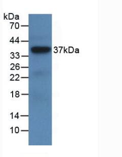 LRG1 / LRG Antibody