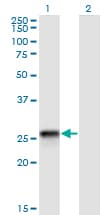 Monoclonal Mouse anti-Human HLA-DQB2 Antibody (clone 4C3, WB)
