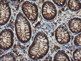 CCT8L2 Antibody (clone OTI4F4, Carrier-free)
