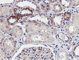 NPTN / SDR1 Antibody (clone OTI2D4)