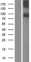 SUN1 Protein (Over-Expression Lysate Myc-DDK (Flag))
