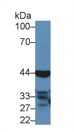 CASP4 / Caspase 4 Antibody (aa81-270)