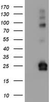 JCHAIN / Ig J Chain Antibody (clone OTI3B5)
