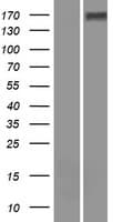 WFDC13 Protein (Over-Expression Lysate Myc-DDK (Flag))