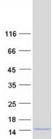 Human GNG4 Protein (Recombinant Myc-DDK (Flag))
