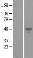 BHLHB2 / DEC1 Protein (Over-Expression Lysate Myc-DDK (Flag))