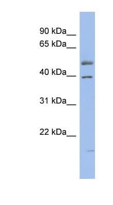 HNF4A / HNF4 Antibody (C-Terminus)