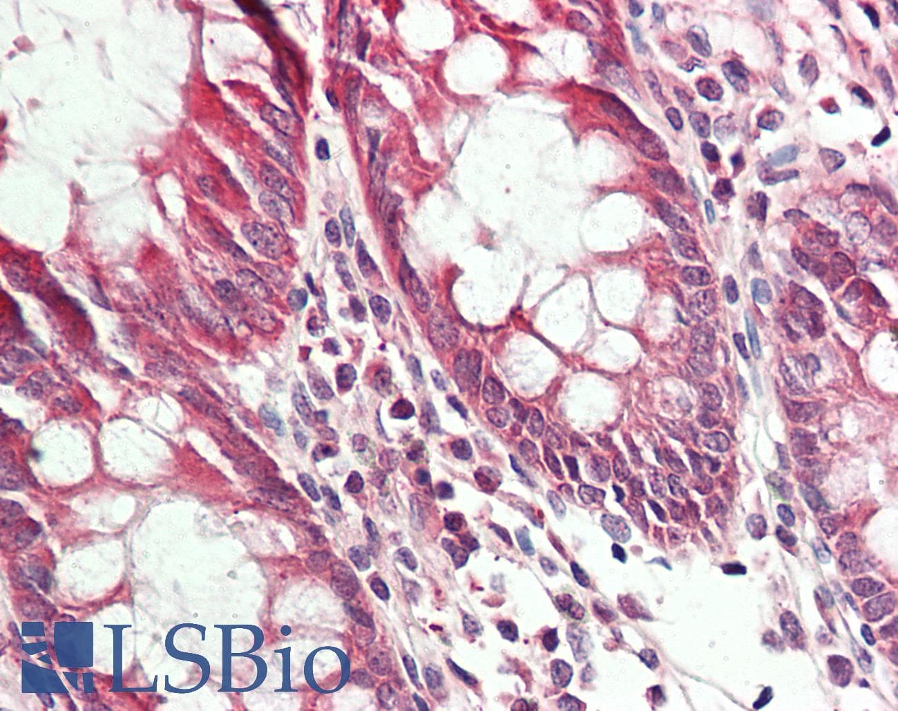 IHC-plus™ RRAGA Antibody