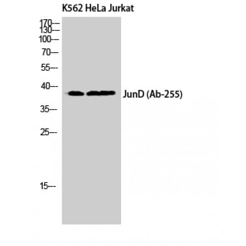 Polyclonal Rabbit anti-Human AP-1 / JUND Antibody (190-270 aa, IHC, WB)