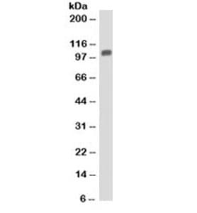 Monoclonal Mouse anti-Human MVP / VAULT1 Antibody (clone 1014, Azide-free,BSA-free, IF, WB)