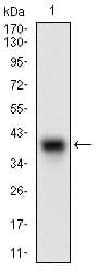IGFBP7 / TAF Antibody (aa52-156, clone 1D9E7)