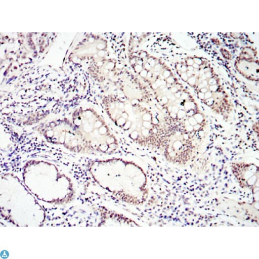 SMAD4 Antibody