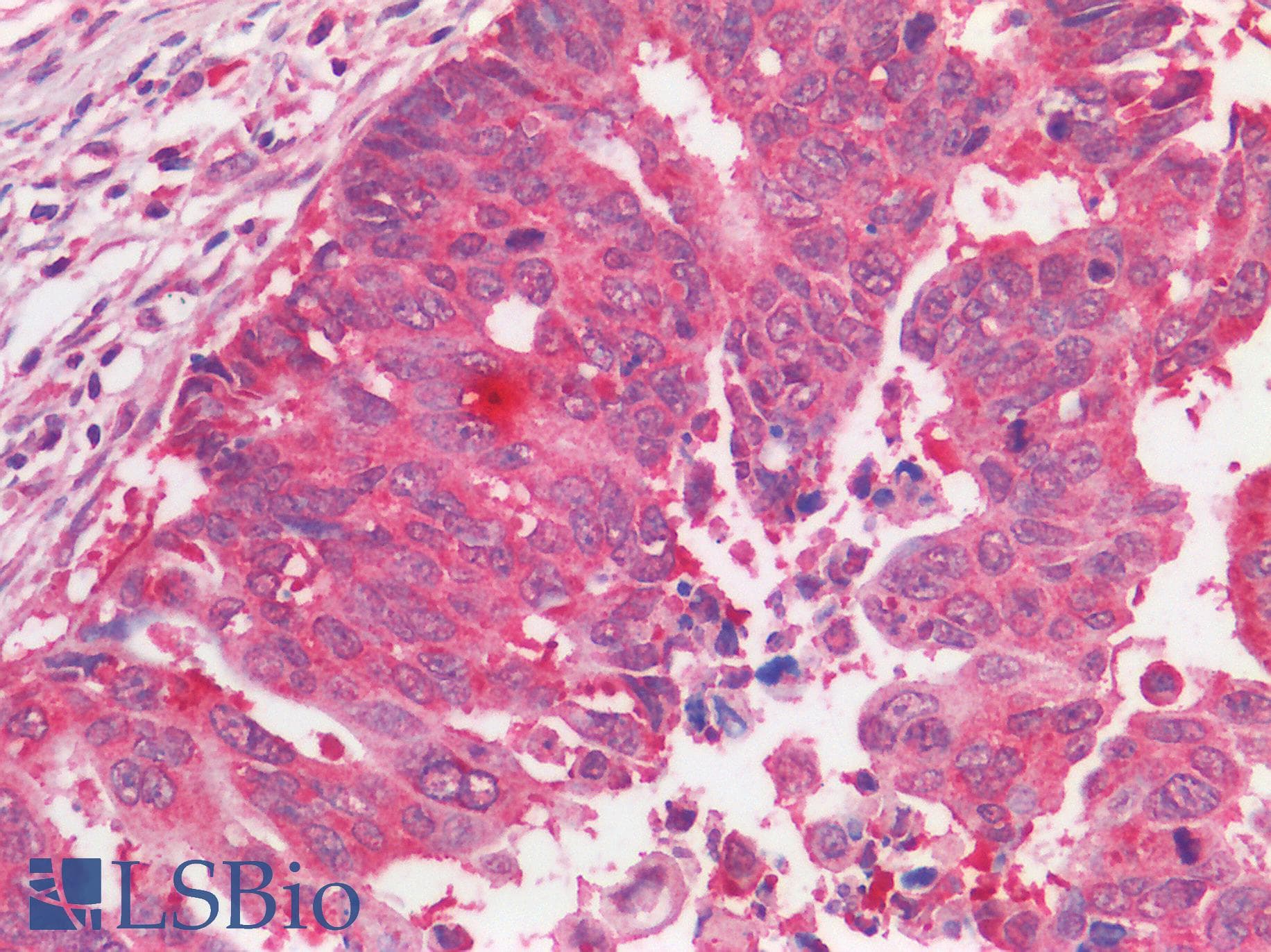 IHC-plus™ EGFR Antibody (C-Terminus)