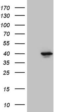 PITPNB Antibody (clone OTI6H10)