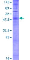 Human OR6B3 Protein (Recombinant GST)