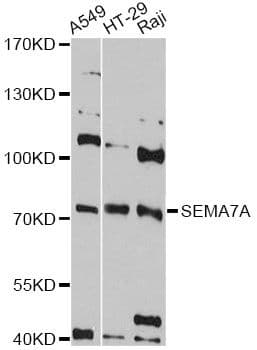 Polyclonal Rabbit anti-Human SEMA7A / Semaphorin 7A Antibody (WB)