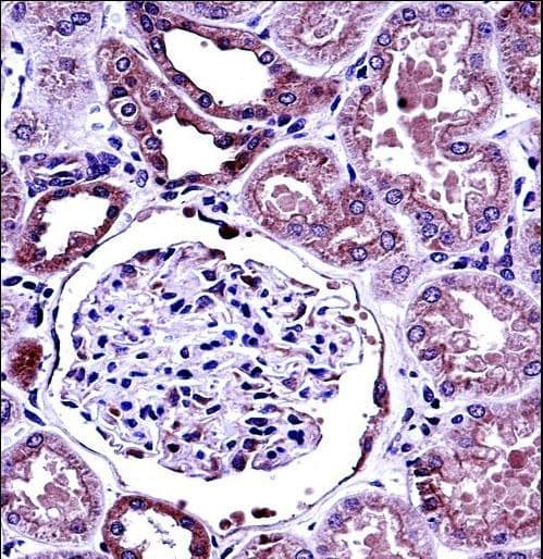 BMP7 Antibody (aa280-309)