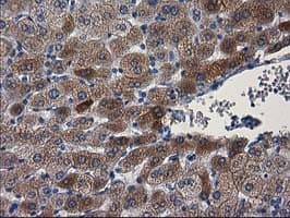 PON1 / ESA Antibody (clone OTI2A6, Carrier-free)