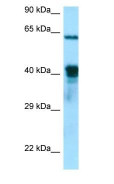 DNAJA3 / TID1 Antibody (C-Terminus)