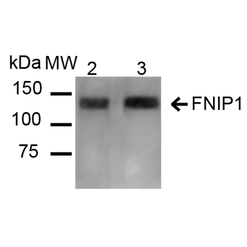 FNIP1 Antibody (Atto 390)