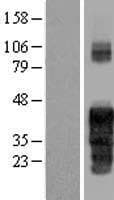FAM122A Protein (Over-Expression Lysate Myc-DDK (Flag))