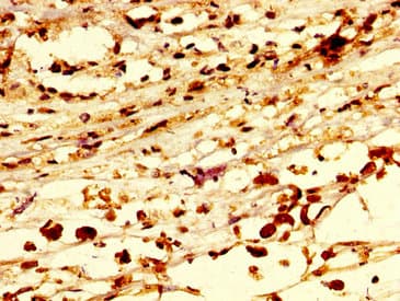 RNF219 Antibody